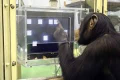 chimp.jpg